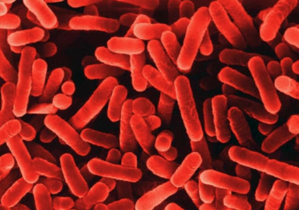 Royal Navy Legionella Royal Navy Legionella